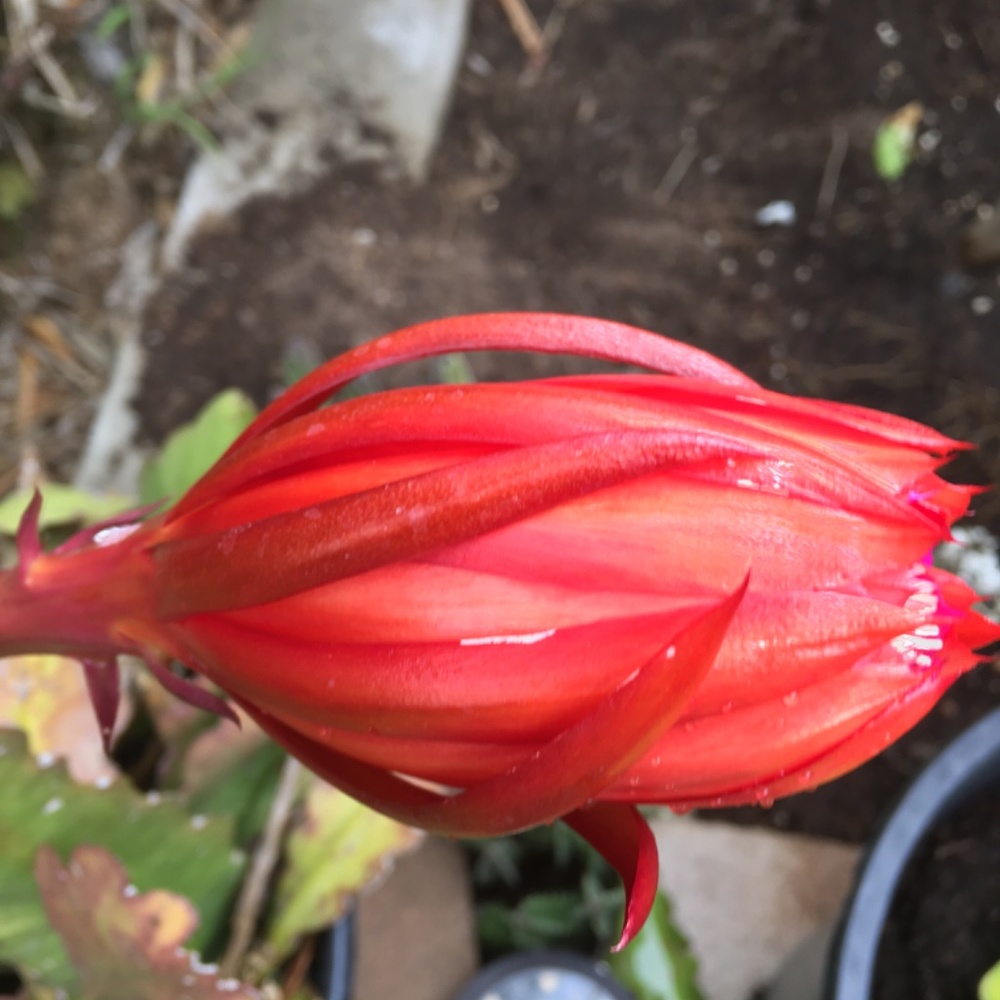 Amazing Orchid Cactus Plant.- Surprise Mixed of Vibrant Colors - Picture 6 of 12